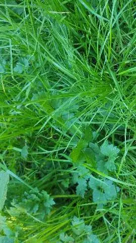 ai character: grass (again) background