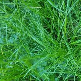 chat with ai character: grass (again)