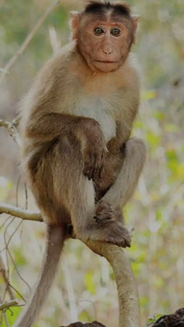 ai character: Soundboarder background