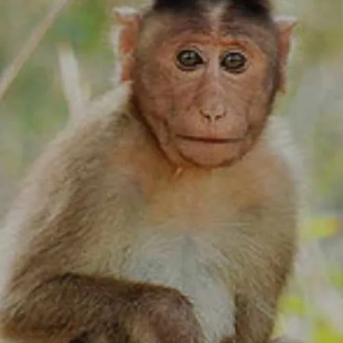 chat with ai character: Soundboarder