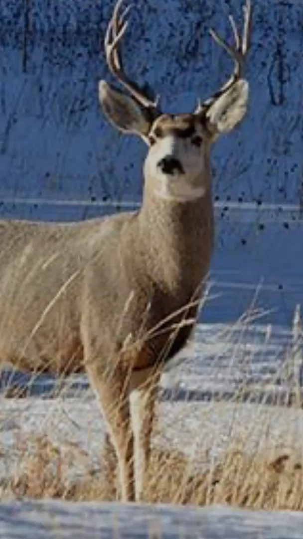 ai character: Deer background