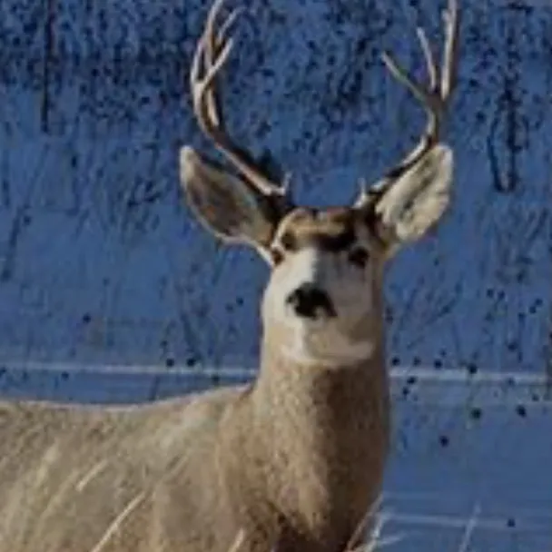 chat with ai character: Deer