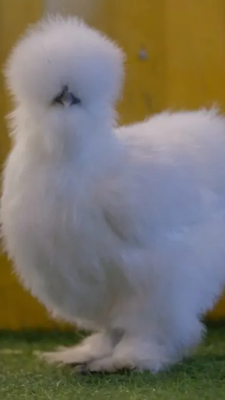 ai character: Silkie background