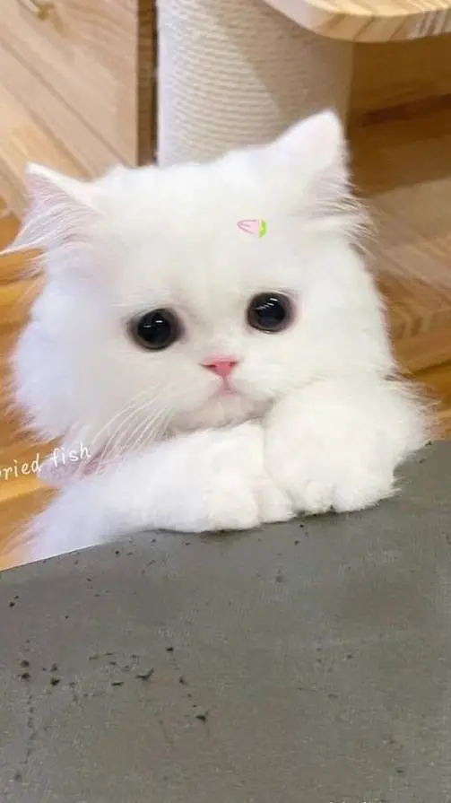 ai character: tu gatita background