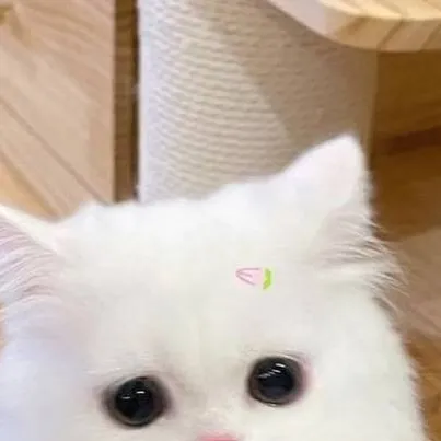 chat with ai character: tu gatita