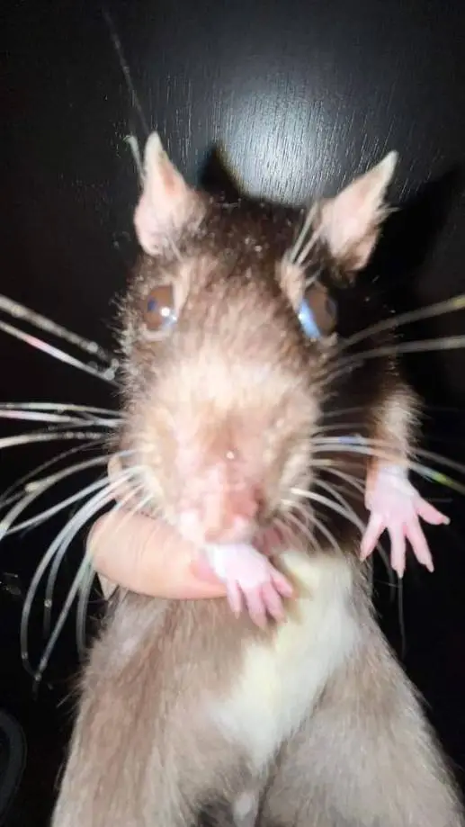 ai character: RATA 🐀  background