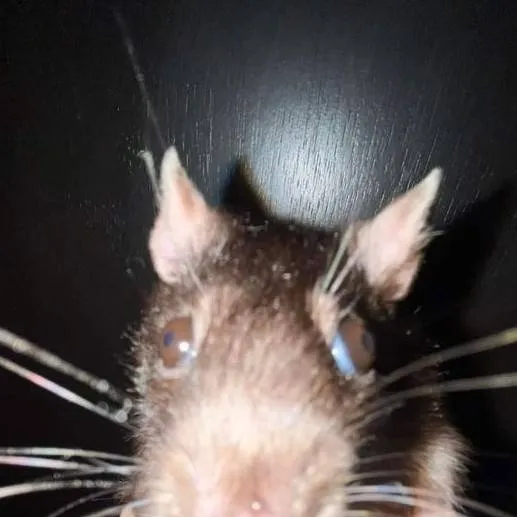 chat with ai character: RATA 🐀 