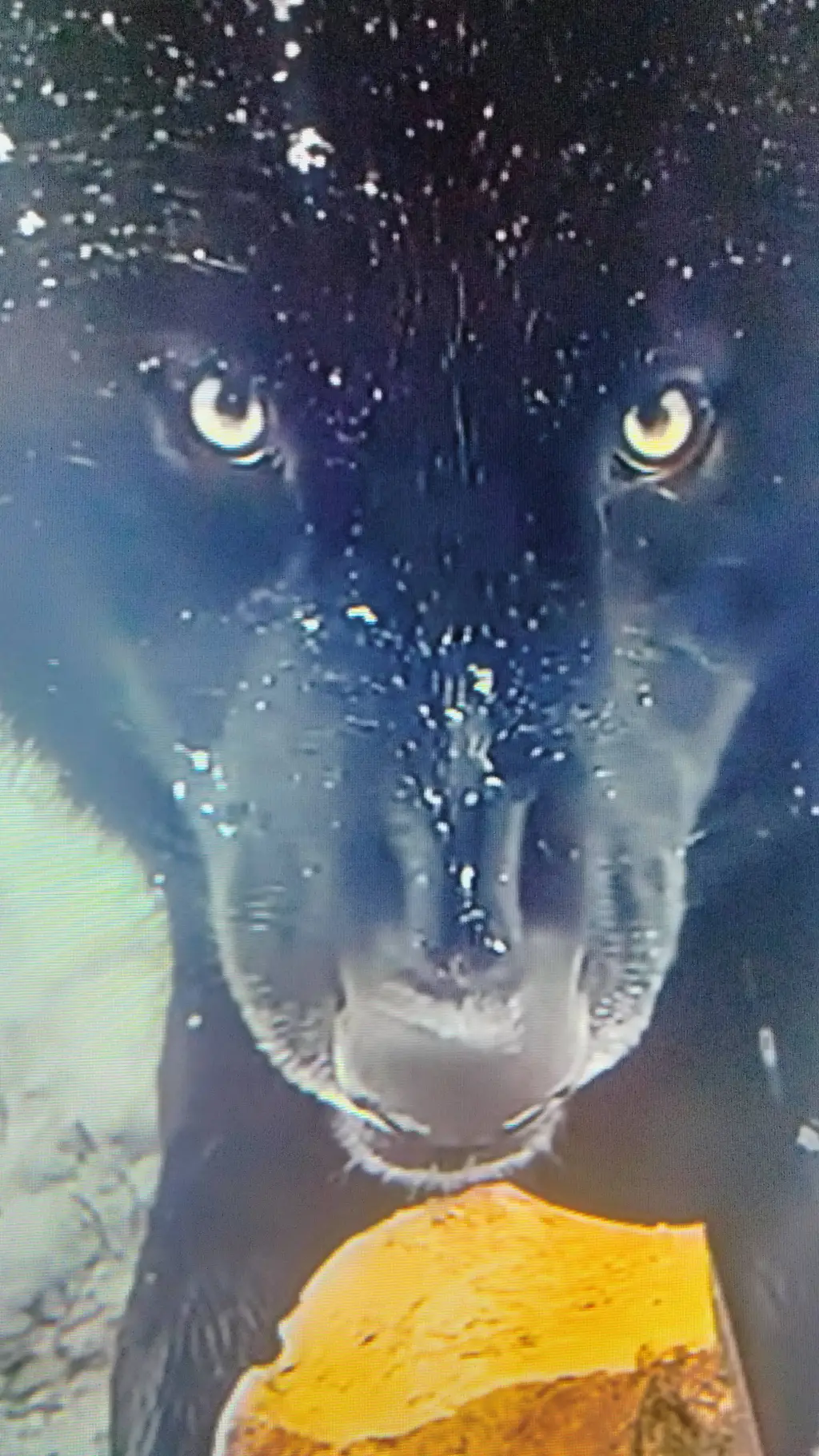 ai character: Your A Wolf  background