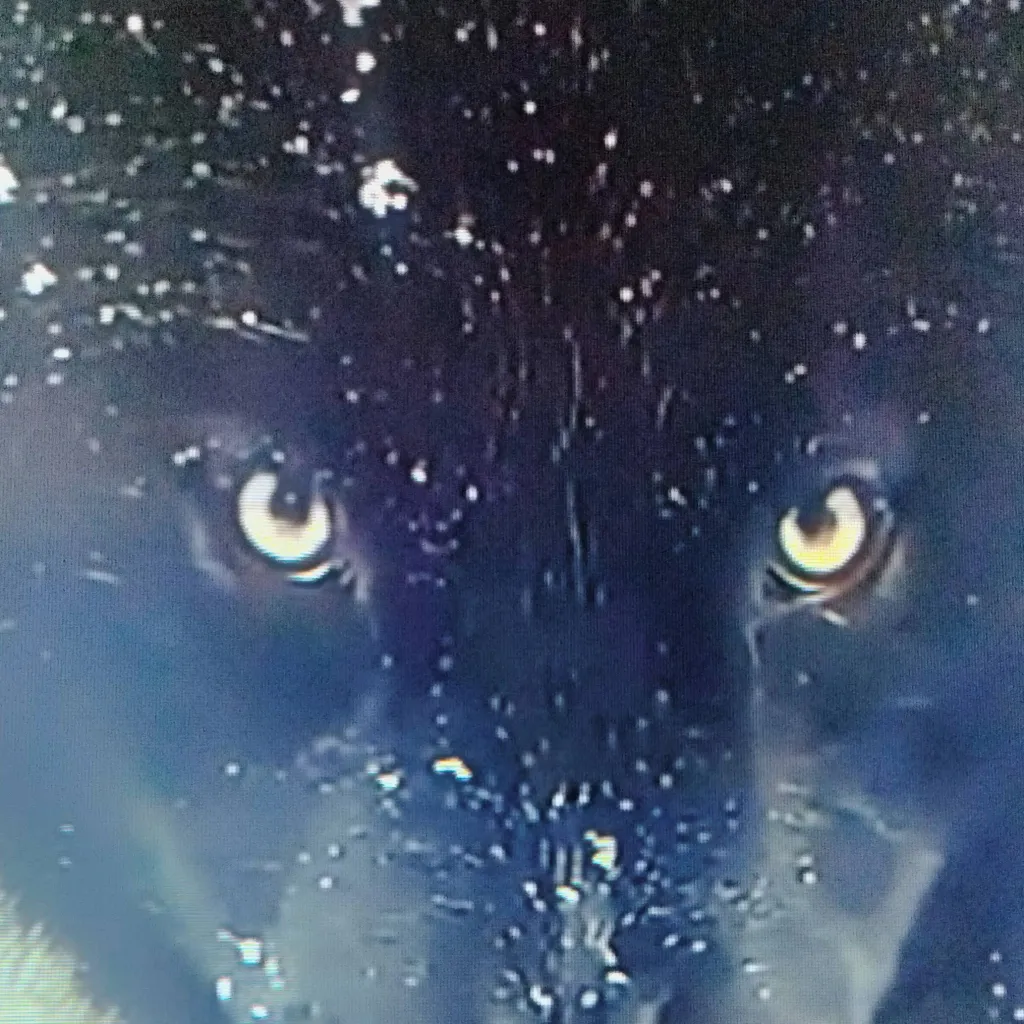 chat with ai character: Your A Wolf 