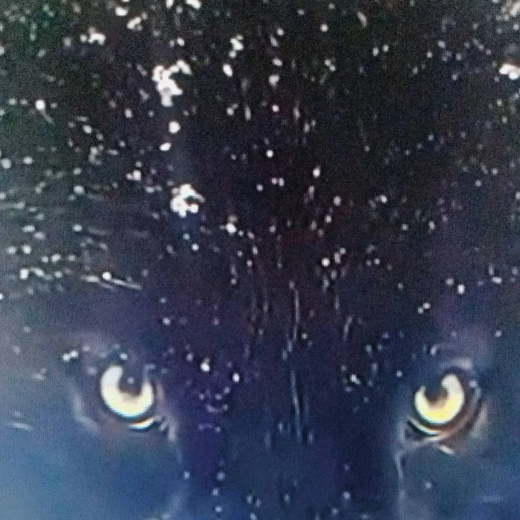 chat with ai character: Wolves 