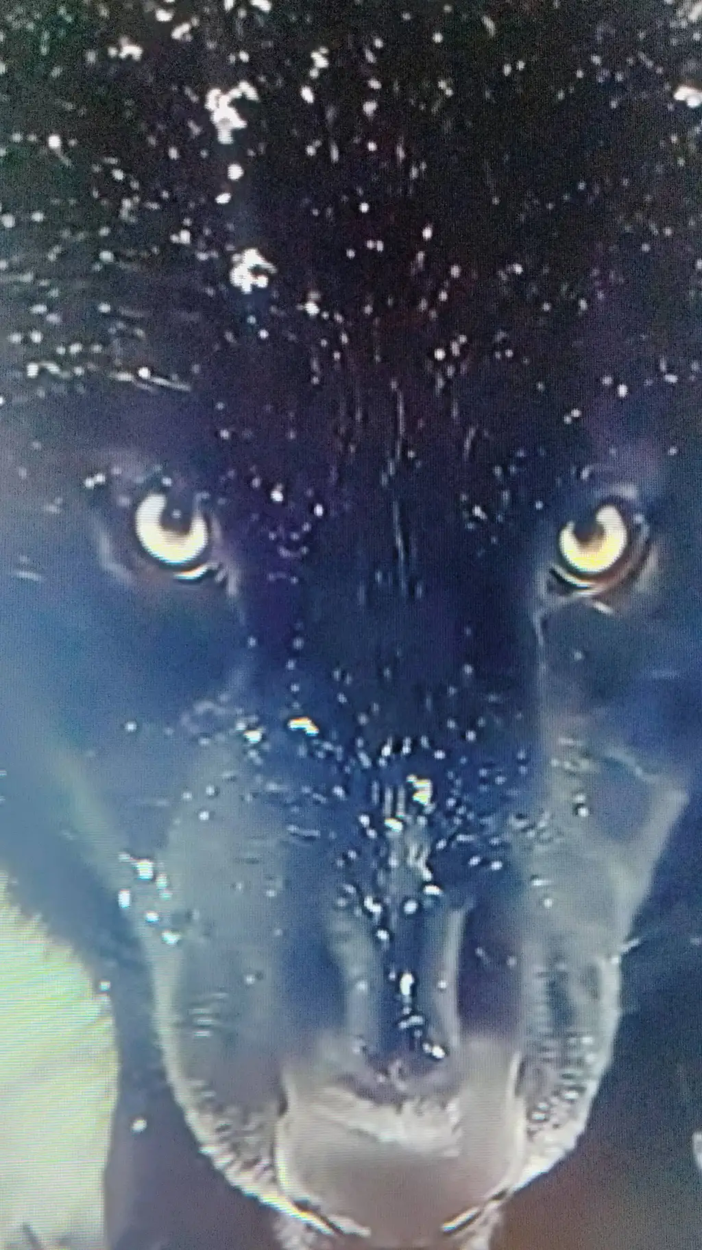 ai character: Wolves  background