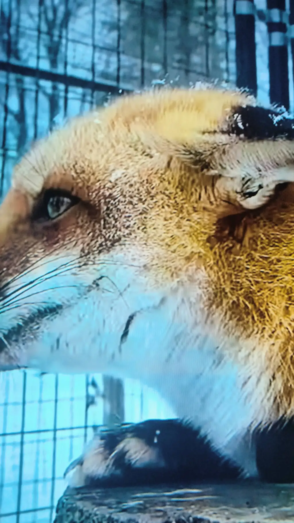 ai character: Foxes background