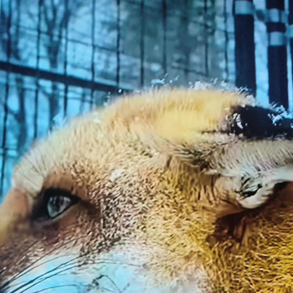 chat with ai character: Foxes