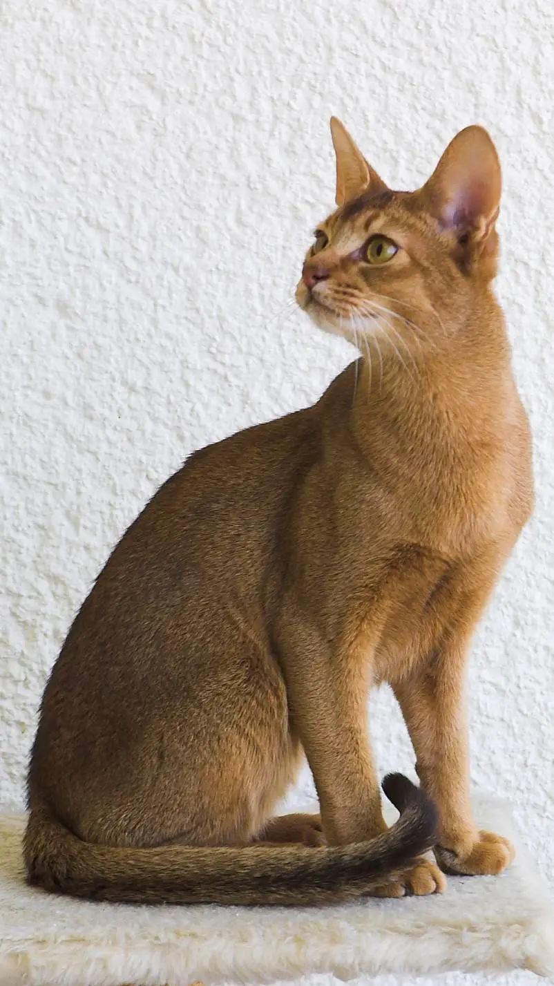 ai character: Abyssinian Cat  background