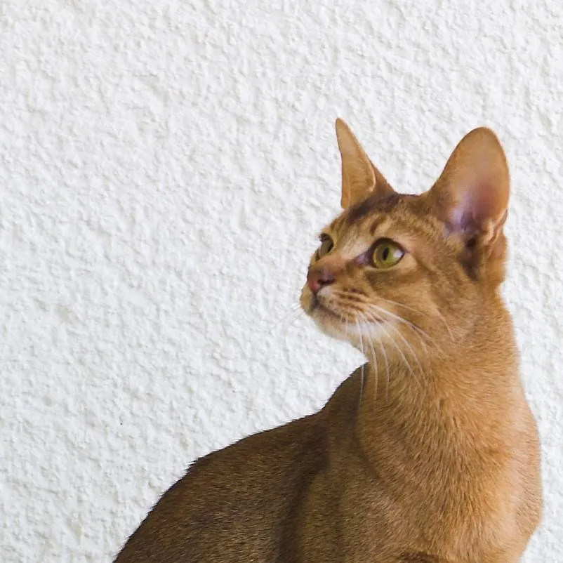 chat with ai character: Abyssinian Cat 