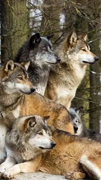 ai character: Wolf Pack  background