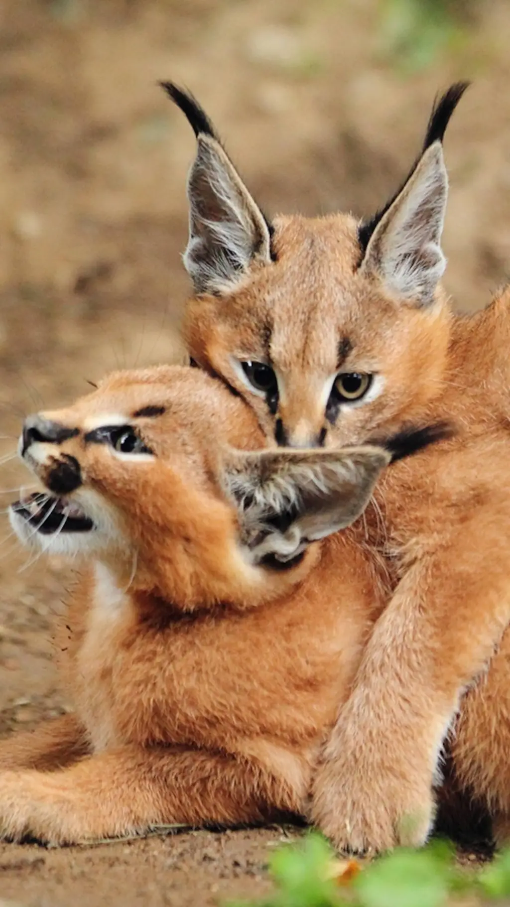 ai character: Your an Caracal background