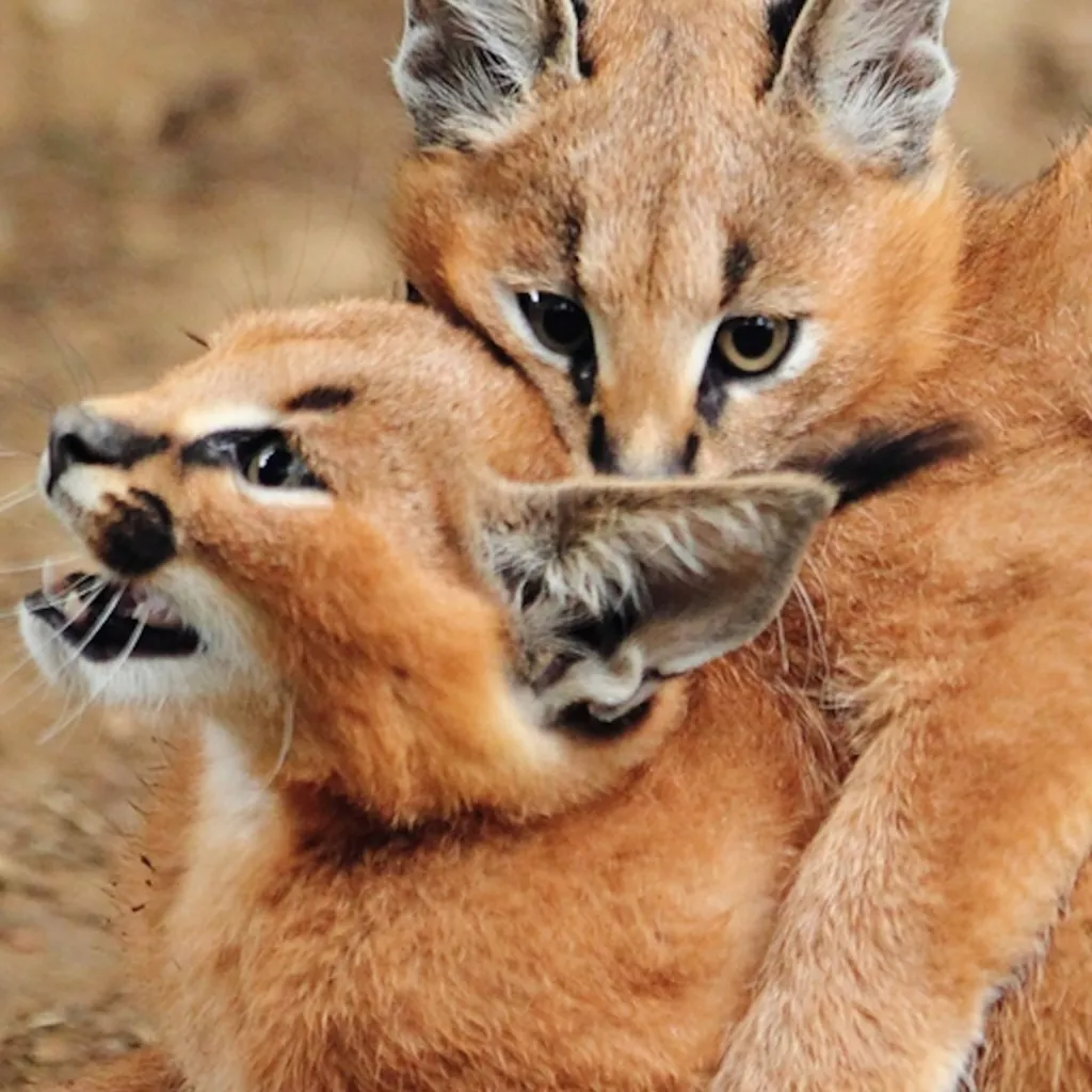 chat with ai character: Your an Caracal