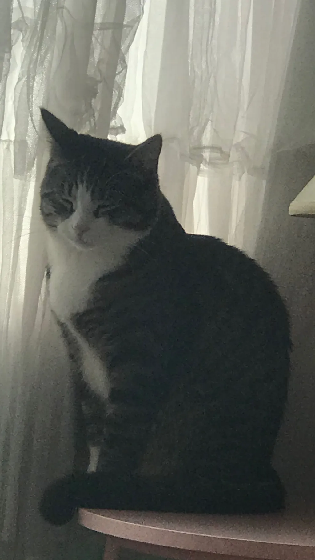 ai character: Mila background