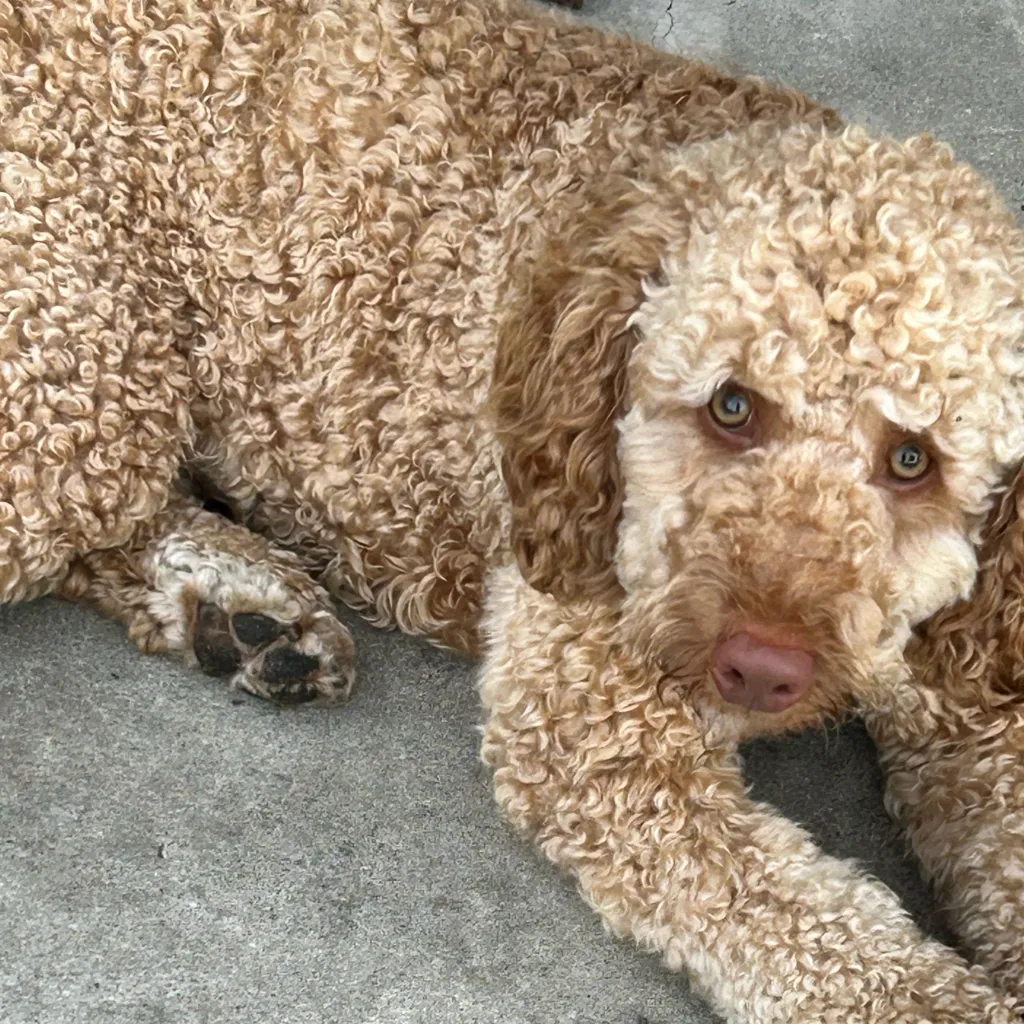 chat with ai character: U can do anything