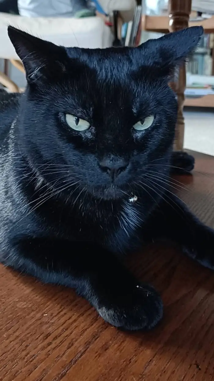 ai character: Wreddy background