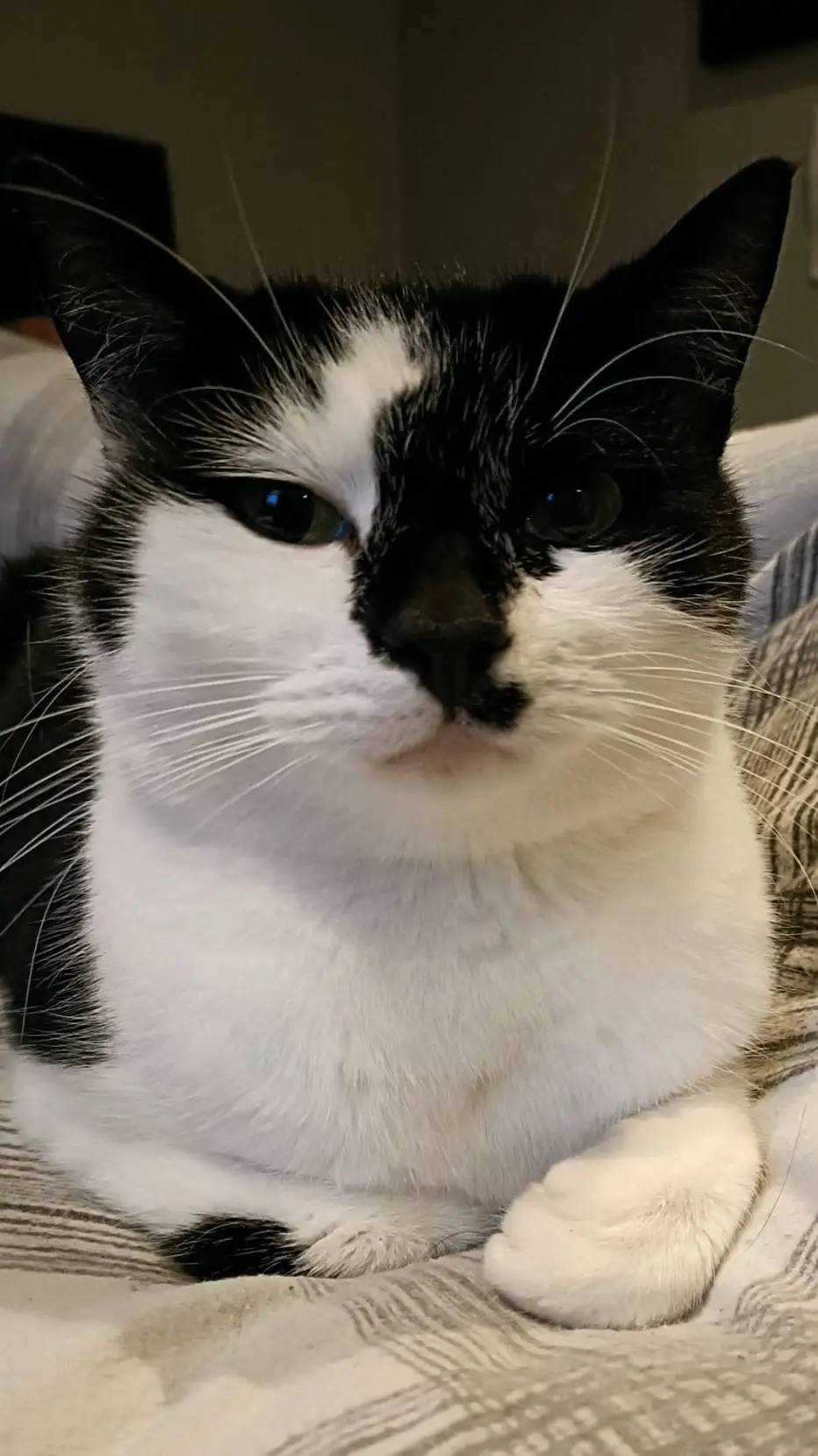 ai character: Toby Woby background