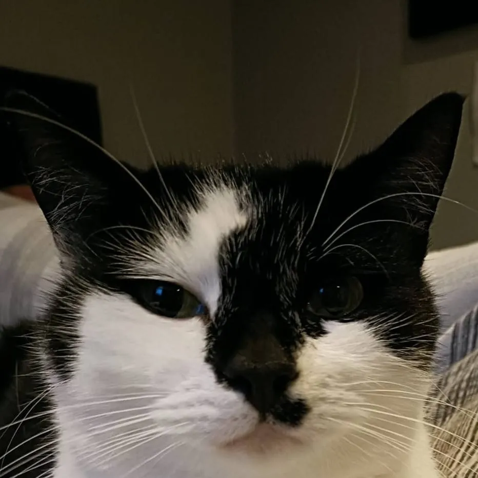 chat with ai character: Toby Woby