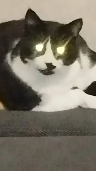 ai character: Evil Dexter background