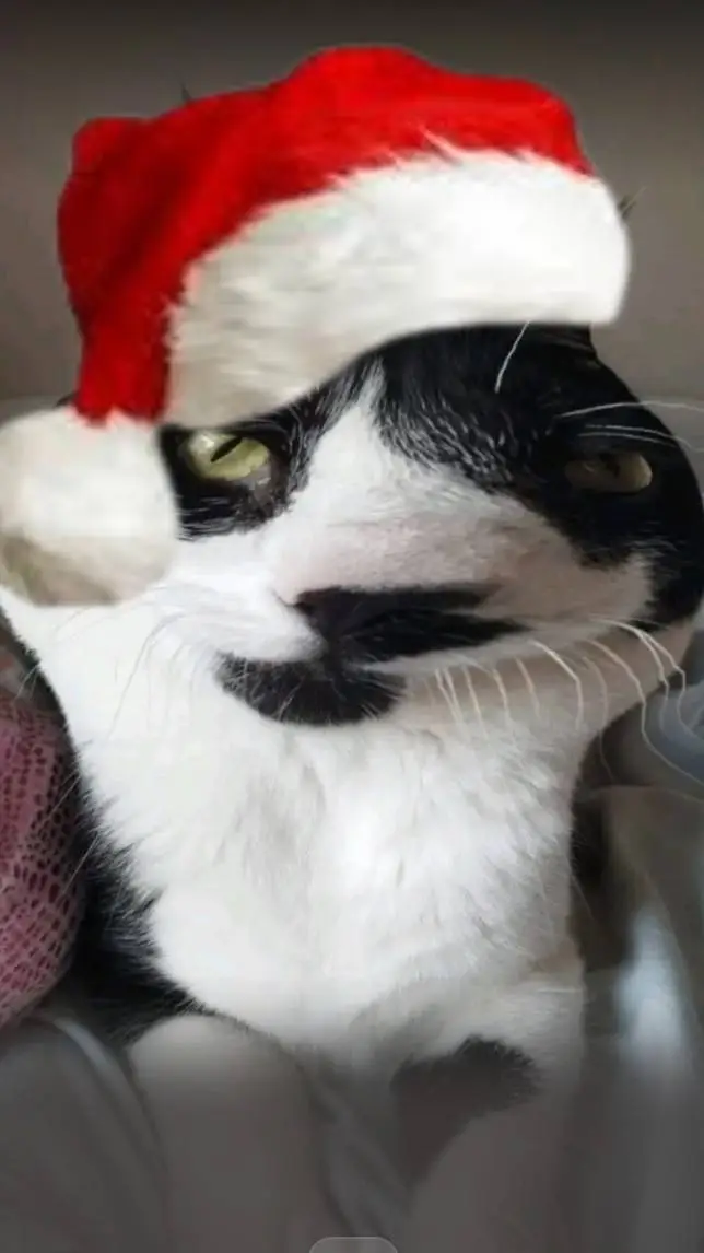 ai character: Xmas Dockster background