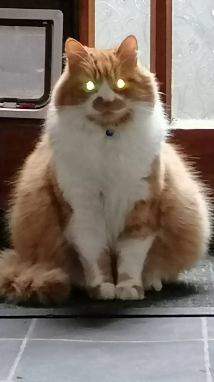 ai character: Evil Catman background