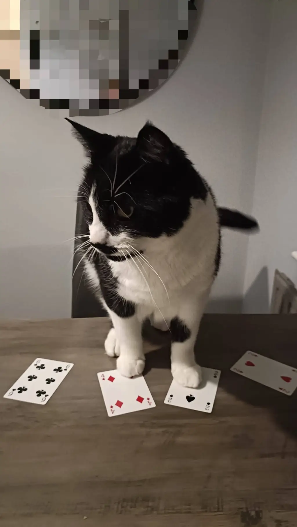 ai character: Card Game Dexter background