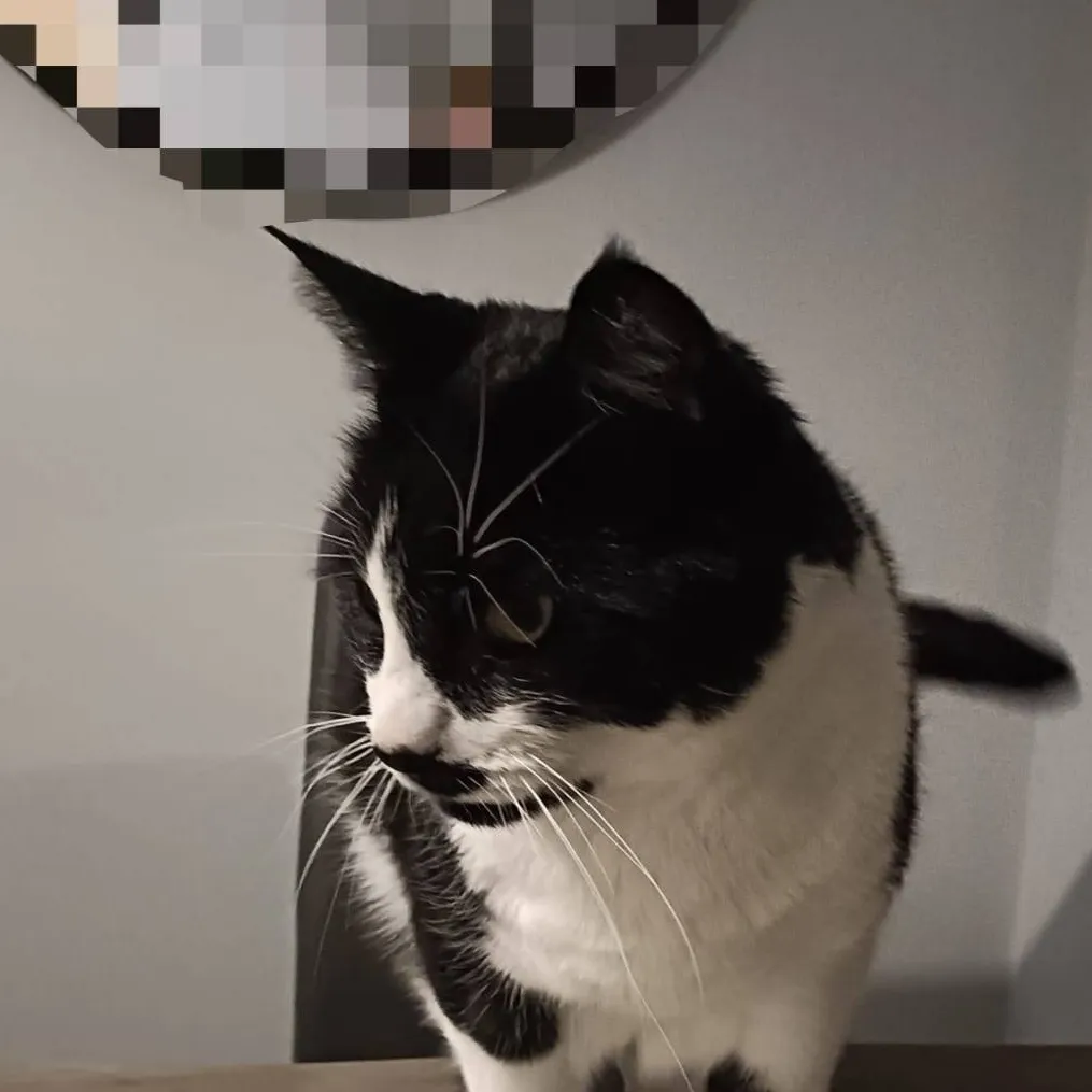 chat with ai character: Card Game Dexter