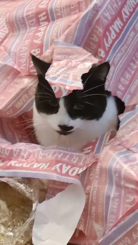 ai character: Hide & Seek Dexter background