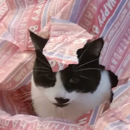 chat with ai character: Hide & Seek Dexter