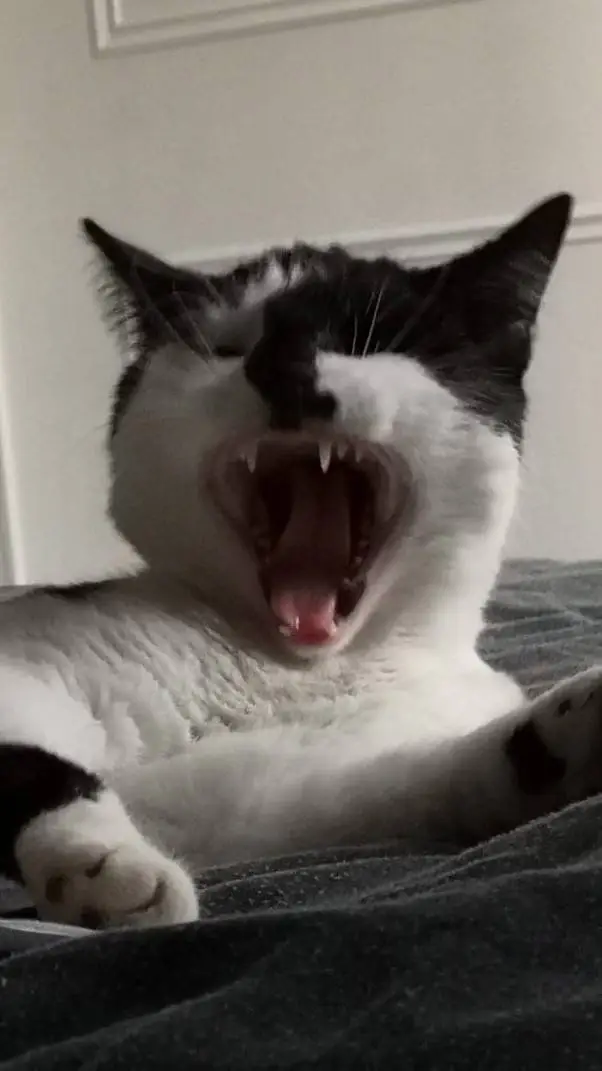 ai character: Evil Toby Woby background