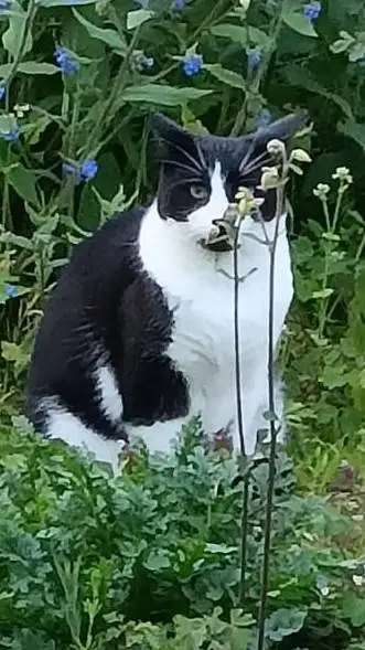 ai character: Garden Dexter background