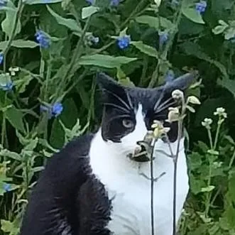 chat with ai character: Garden Dexter