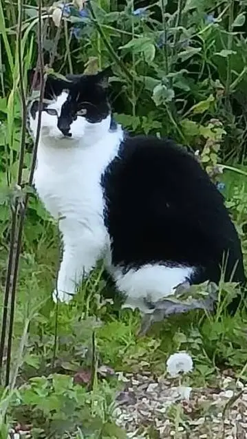 ai character: Garden Toby Woby background