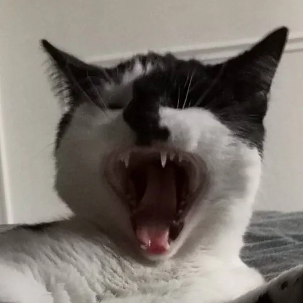 chat with ai character: Evil Toby Woby