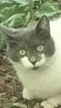 ai character: Grey Cat background