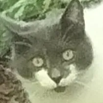 chat with ai character: Grey Cat