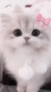 ai character: Kitty background