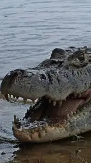 ai character: Black caiman(Male) background
