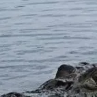 chat with ai character: Black caiman(Male)
