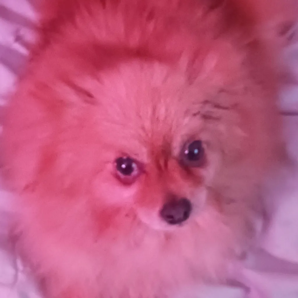 chat with ai character: micha dead dog