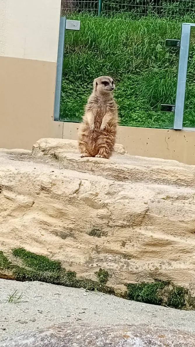 ai character: zoo animal background