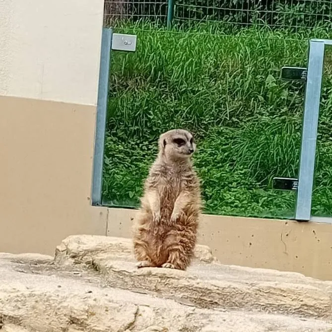 chat with ai character: zoo animal