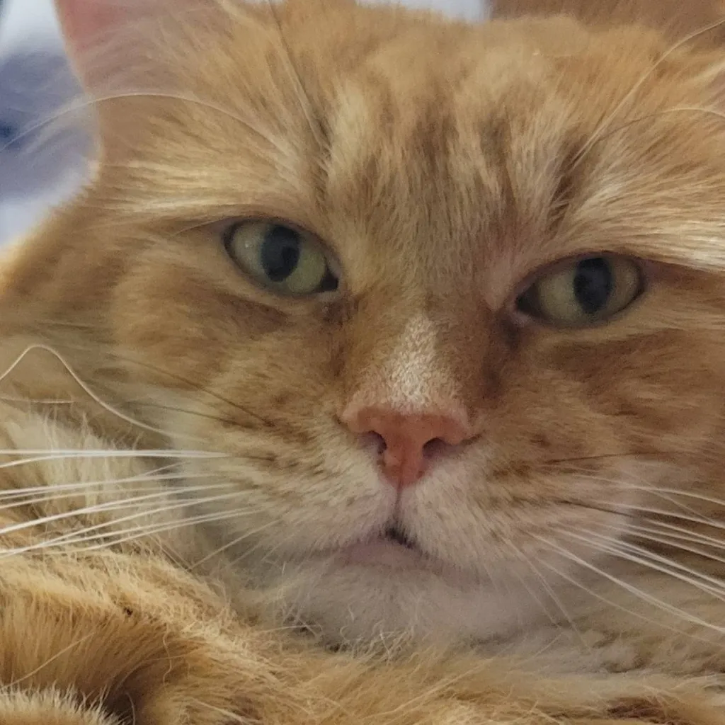 chat with ai character: -Mr.Puffs/My Cat!♡