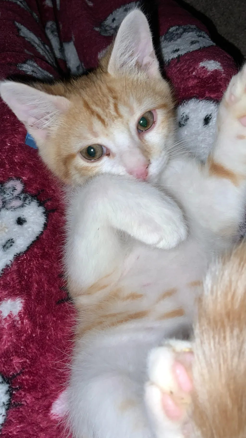 ai character: Cat background