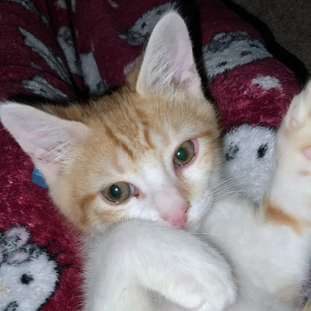 chat with ai character: Cat